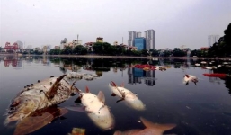 Hé lộ nguyên nhân khiến 200kg cá chết trắng hô Hoàng Cầu